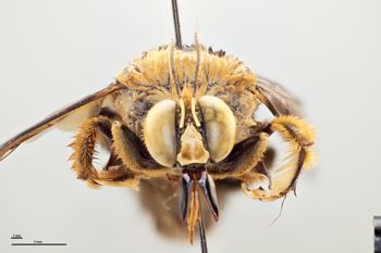 Media type: image;   Entomology 810622 Aspect: head frontal view